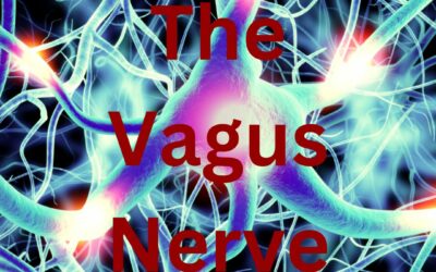 What does the vagus nerve do?